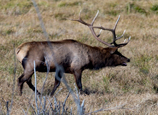 Colorado, cycling, bicycle touring, bicycle, Elk