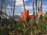 Colorado, cycling, bicycle touring, bicycle, Colorado Cycling Independence Pass Near Aspen CO